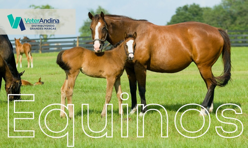 productos para equinos
