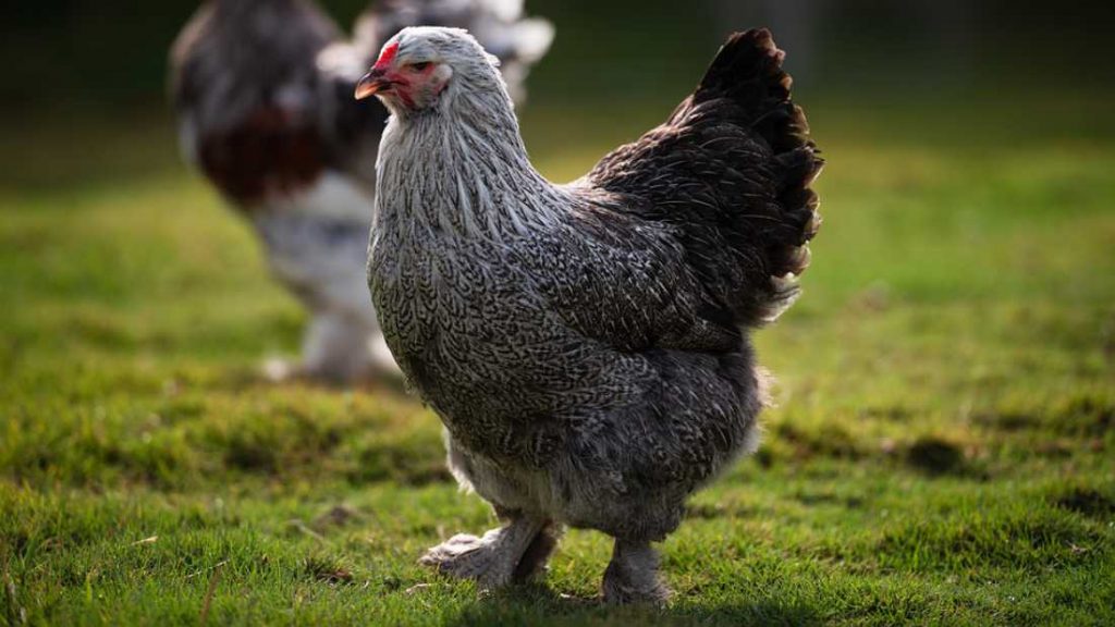 productos para aves